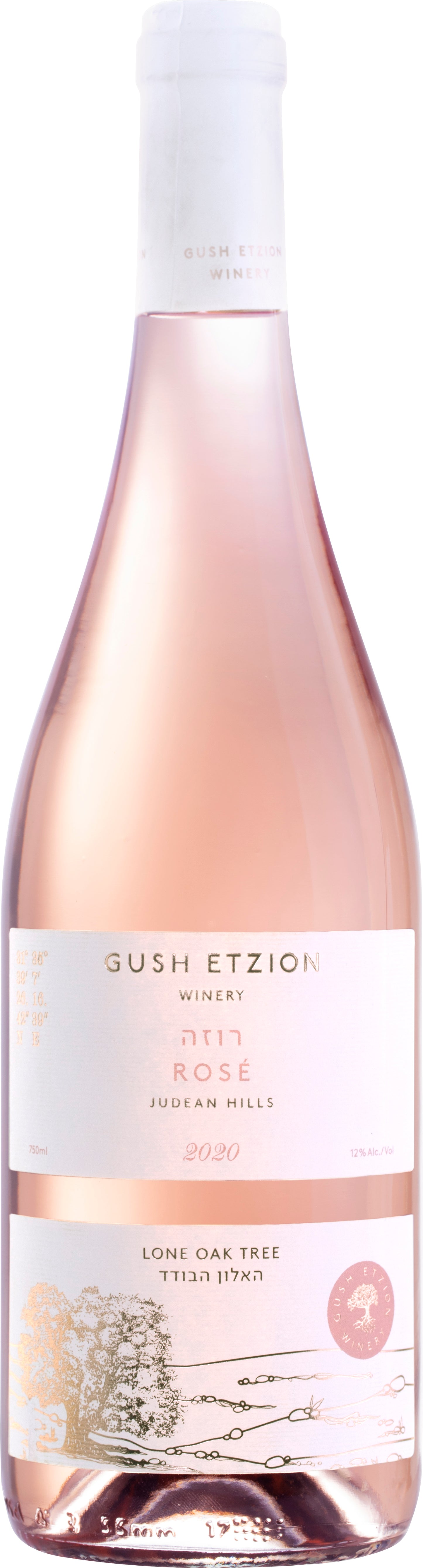 Gush Etzion Lone Oak Rose